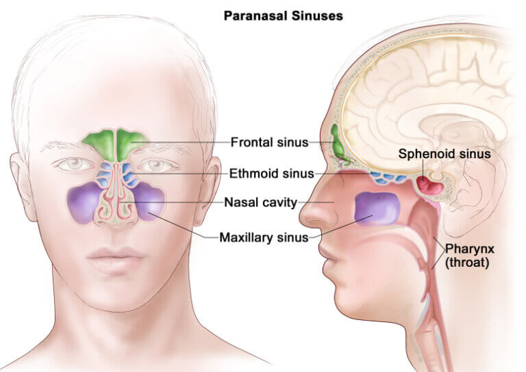 Paranasal sinus anatomy